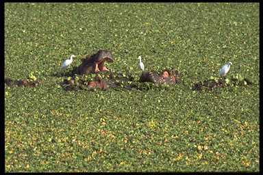 hippopool.jpg 560x305