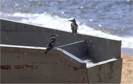 kingfisher.jpg 560x305