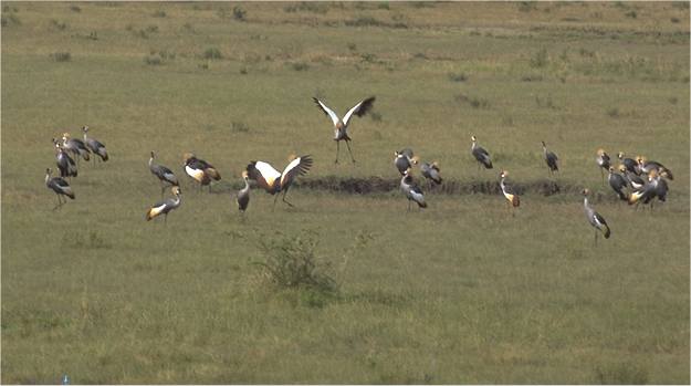 kronenkranich.jpg 560x305