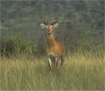 ugandacop.jpg 450x400