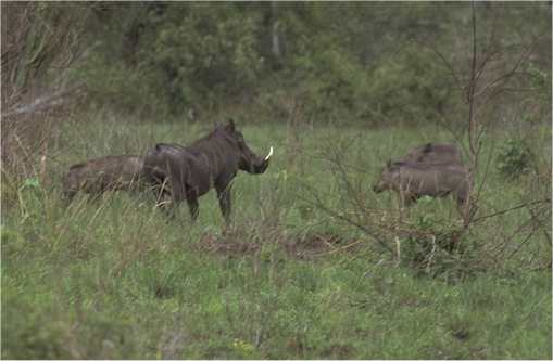 warthog.jpg 560x305