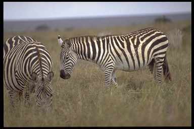 zebra.jpg 560x305